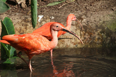 Close-up of  flamingo