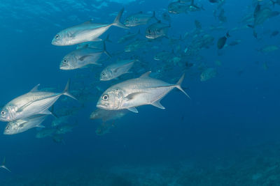 Fish swimming in sea