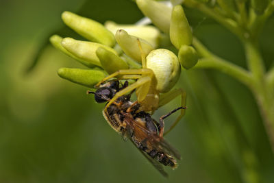 Crab spider with a prey on a flower