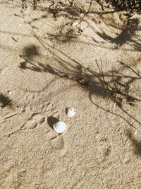 High angle view of shells on sand