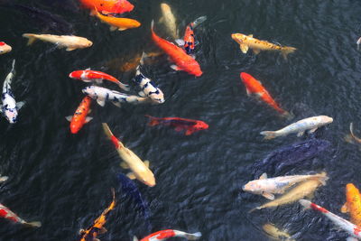 High angle view of koi carps swimming in lake