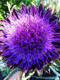 Close-up of purple flower blooming outdoors