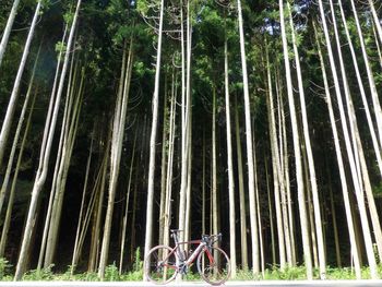 Bamboo trees in forest