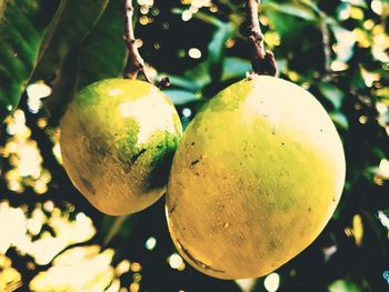 Close-up of grapes hanging on tree