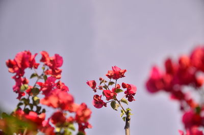 Close-up of red flowers