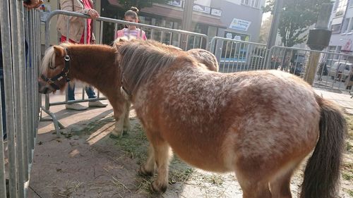 Horse standing in front of building