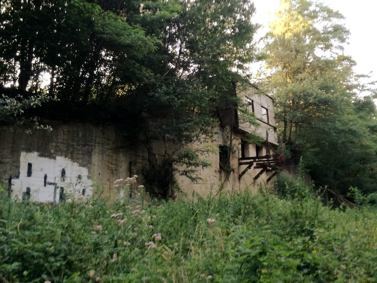 TREES AND PLANTS GROWING ON FIELD BY BUILDING