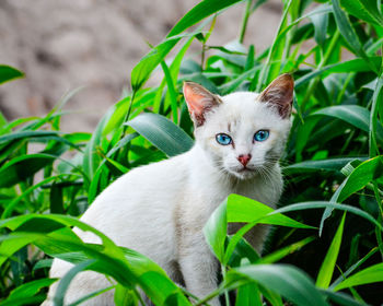 Portrait of white cat sitting by plants