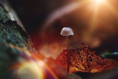 Close-up of mushrooms