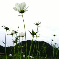 Low angle view of flowers