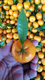 Close-up of hand holding fruits