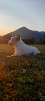 View of dog on field against sky during sunset