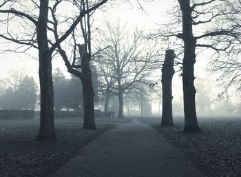 Trees in foggy weather