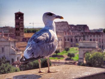 Seagull perching on retaining wall against building