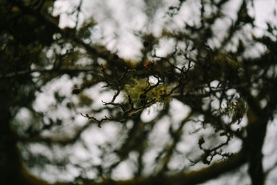 Low angle view of dead tree branch