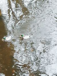 High angle view of ducks swimming in lake