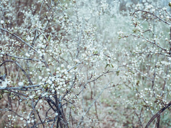 Low angle view of cherry blossom tree