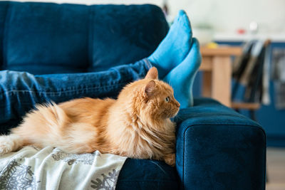 Dog lying on sofa at home