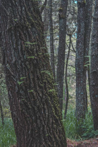 Trees growing in forest