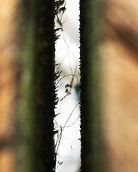 Close-up of tree trunk against sky