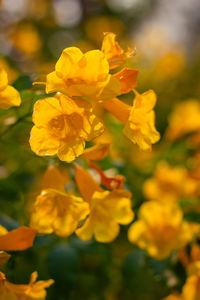 Close-up of yellow flowering plant on field