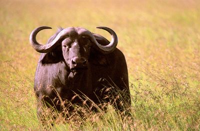 Buffalo in the barren land