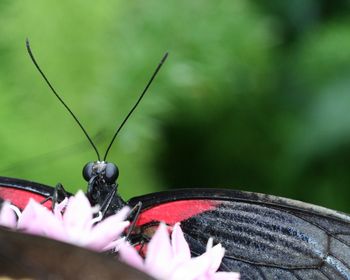 Close-up of butterfly