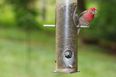 Close-up of bird perching on wood