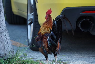 Close-up of rooster on field