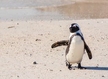 View of a penguin on beach