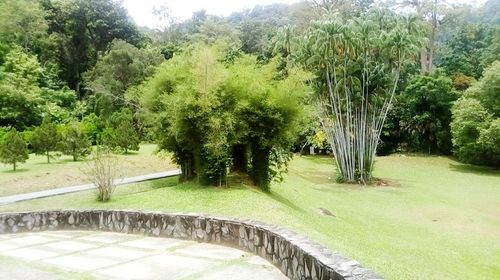 Trees in park