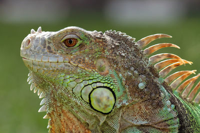 Close-up of lizard