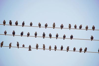 Low angle view of birds perching on power lines