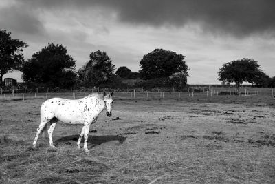 Horse standing in a field