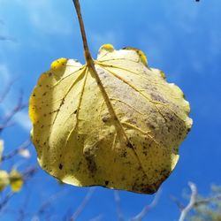 Low angle view of yellow flower against blue sky