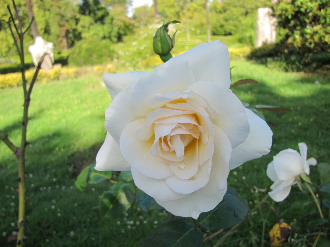 CLOSE-UP OF WHITE ROSE IN PARK