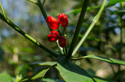 Close-up of red flower