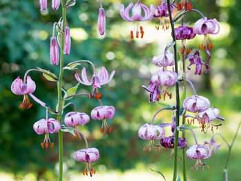 Close-up of pink flowering plants