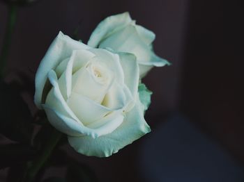 Close-up of white rose