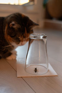 Curious cat carefully watching a caught wasp or fly in an inverted glass beaker. pet life at home.