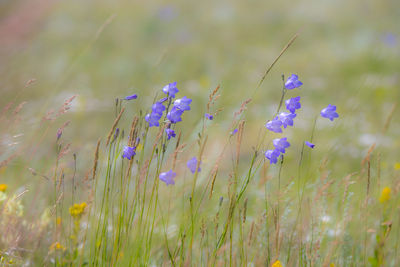 Close-up of purple flowering plants on field