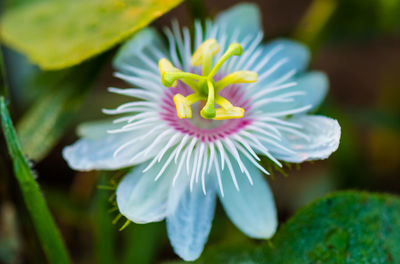 Close-up of white flowering plant