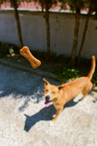Close-up of a dog biscuit thrown into the air with the dog in the background