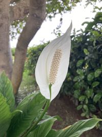 Close-up of white flowering plant