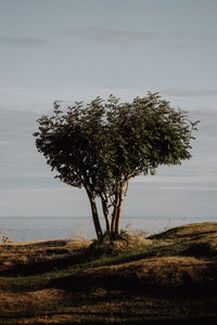 Tree on field against sky