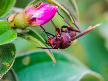 Close-up of insect on flower