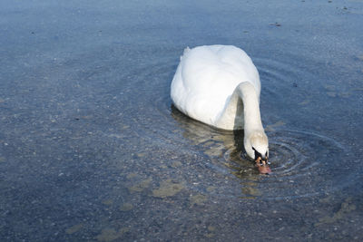 High angle view of swan swimming in lake