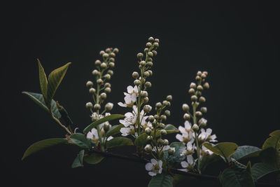 Close-up of plant against black background