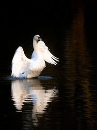 White swan swimming in lake, evening light reflection, cygnus olor