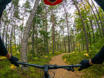 People riding bicycle in forest